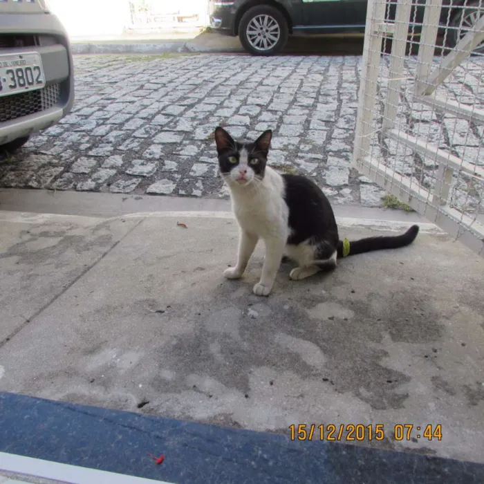 Gato raça SRD idade  nome Dengoso