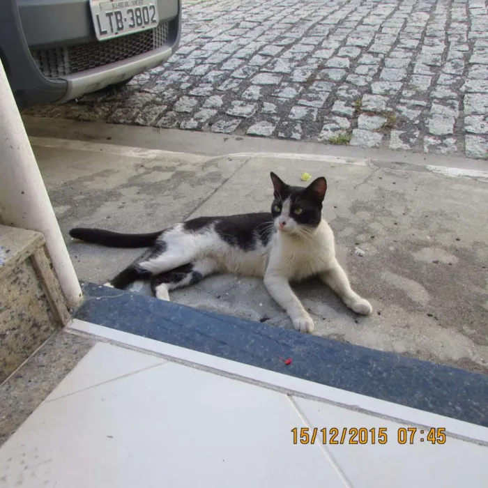 Gato raça SRD idade  nome Dengoso
