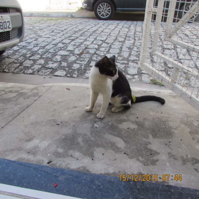Gato raça SRD idade  nome Dengoso