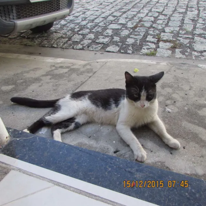 Gato raça SRD idade  nome Dengoso