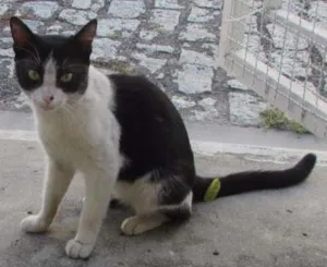 Gato raça SRD idade  nome Dengoso