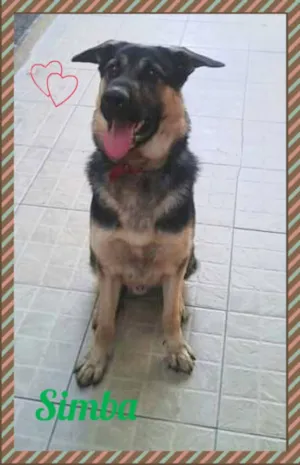 Cachorro raça Pastor Alemão idade 1 ano nome Simba