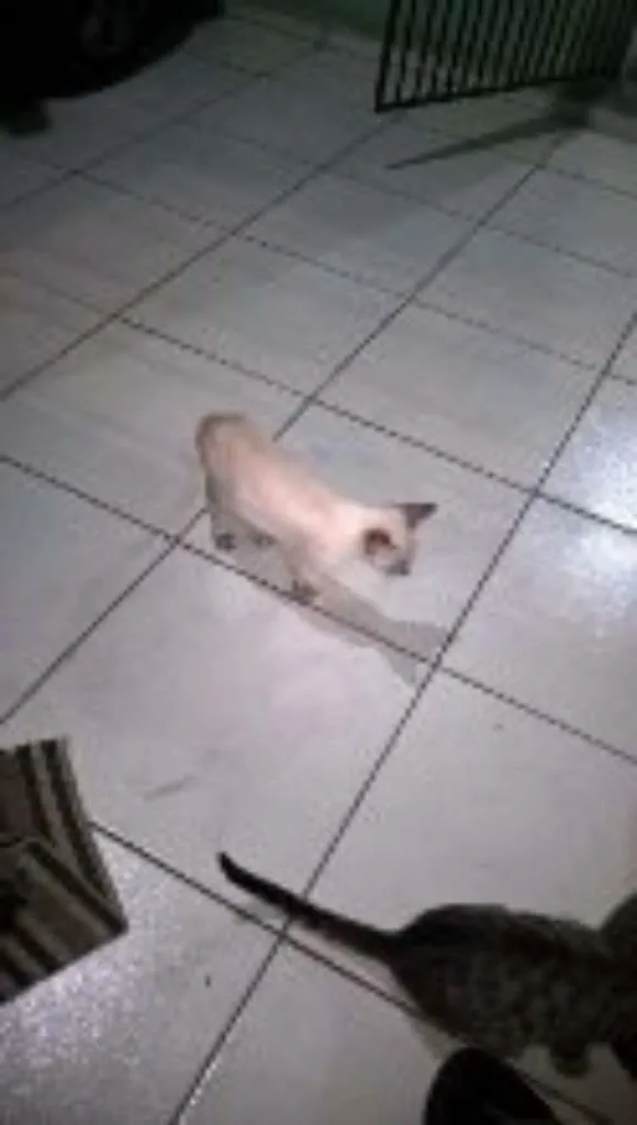 Gato ra a  idade 2 a 6 meses nome Linda