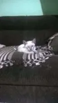 Linda