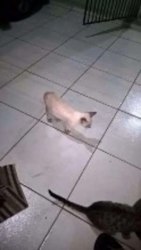 Gato ra a  idade 2 a 6 meses nome Linda