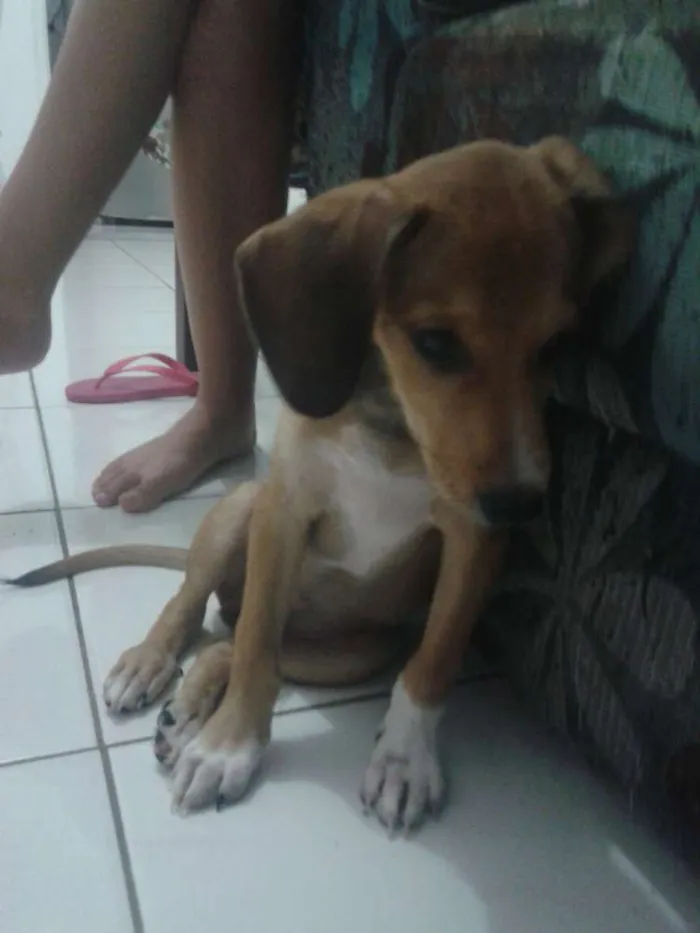 Cachorro raça VIRA LATA idade 2 a 6 meses nome BUGG