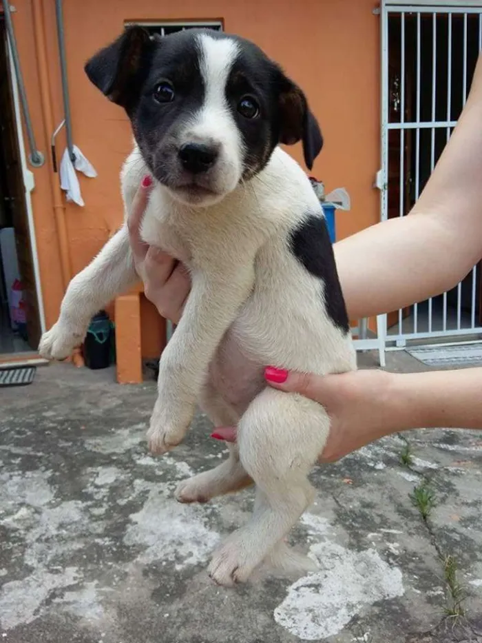 Cachorro ra a SRD idade 2 a 6 meses nome Princesa