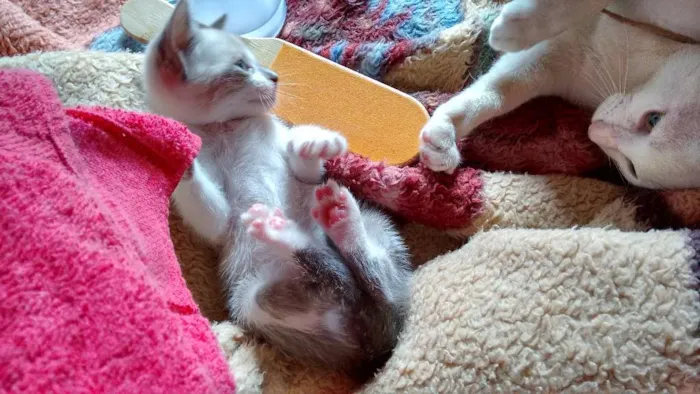Gato ra a SRD idade 2 a 6 meses nome Lara