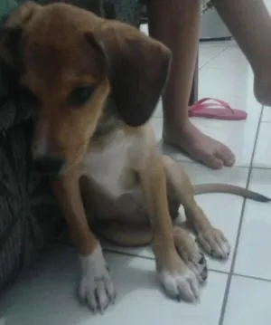 Cachorro raça VIRA LATA idade 2 a 6 meses nome BUGG