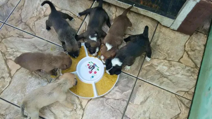 Cachorro ra a indefinida idade 2 a 6 meses nome Sem Nome