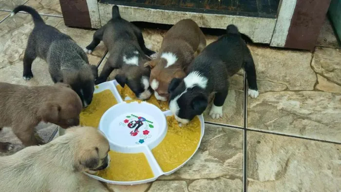 Cachorro ra a indefinida idade 2 a 6 meses nome Sem Nome