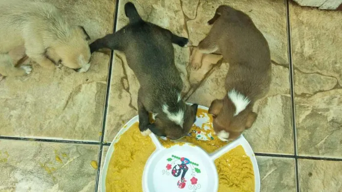 Cachorro ra a indefinida idade 2 a 6 meses nome Sem Nome