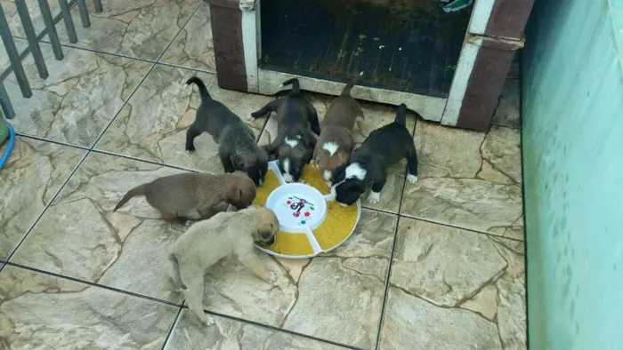 Cachorro ra a indefinida idade 2 a 6 meses nome Sem Nome