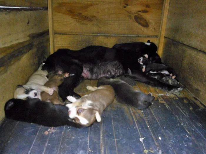 Cachorro ra a indefinida idade 2 a 6 meses nome Sem Nome