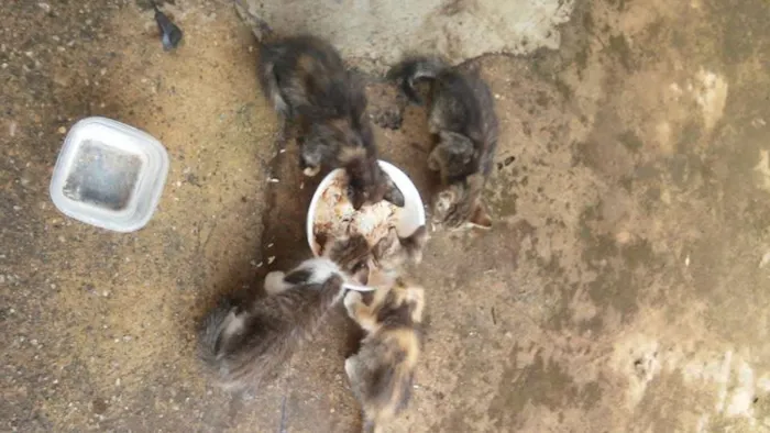 Gato ra a sem raca idade 2 a 6 meses nome sem nome