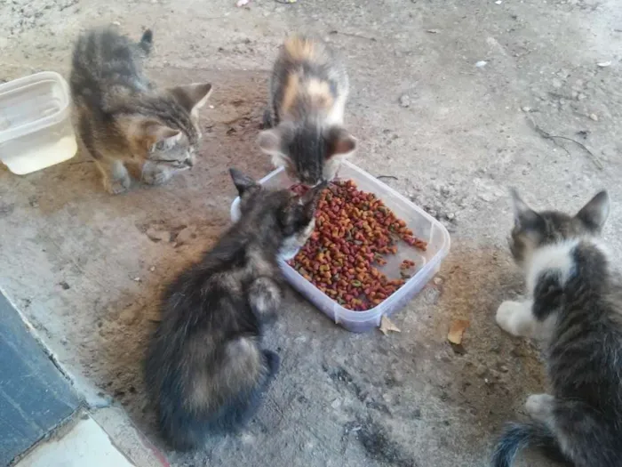 Gato ra a sem raca idade 2 a 6 meses nome sem nome