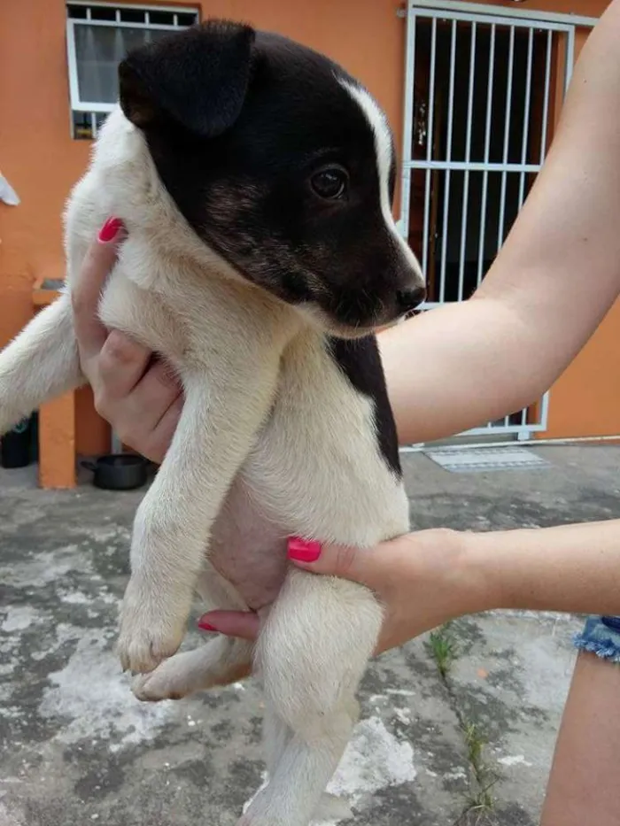 Cachorro ra a SRD idade 2 a 6 meses nome Princesa
