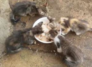 Gato raça sem raca idade 2 a 6 meses nome sem nome
