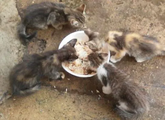 Gato ra a sem raca idade 2 a 6 meses nome sem nome