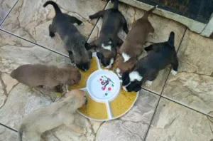 Cachorro raça indefinida idade 2 a 6 meses nome Sem Nome