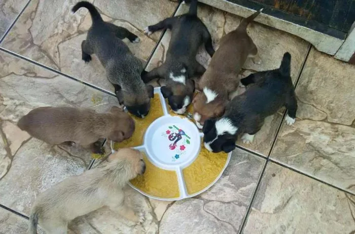 Cachorro ra a indefinida idade 2 a 6 meses nome Sem Nome