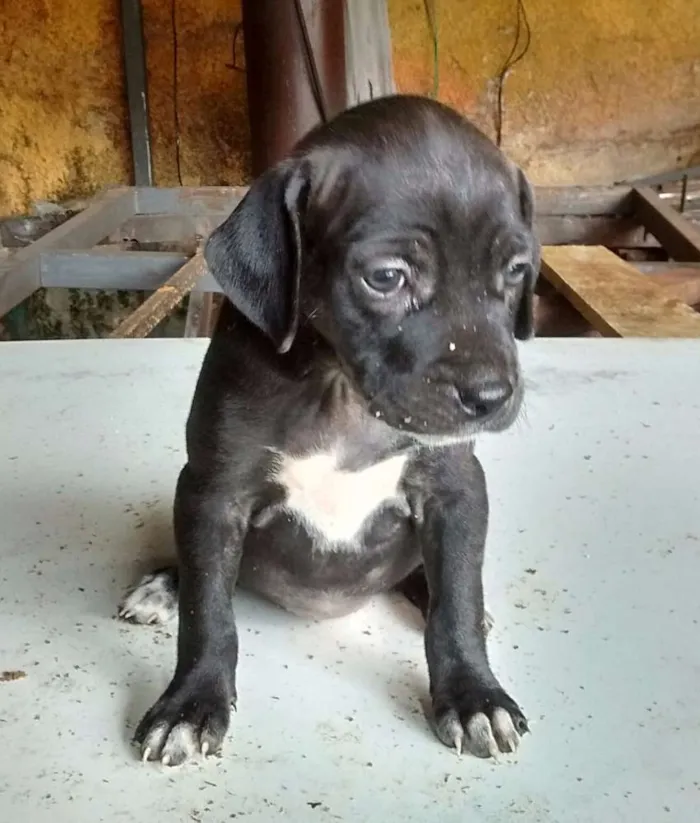 Cachorro raça SRD idade Abaixo de 2 meses nome s/ nome "bebe"