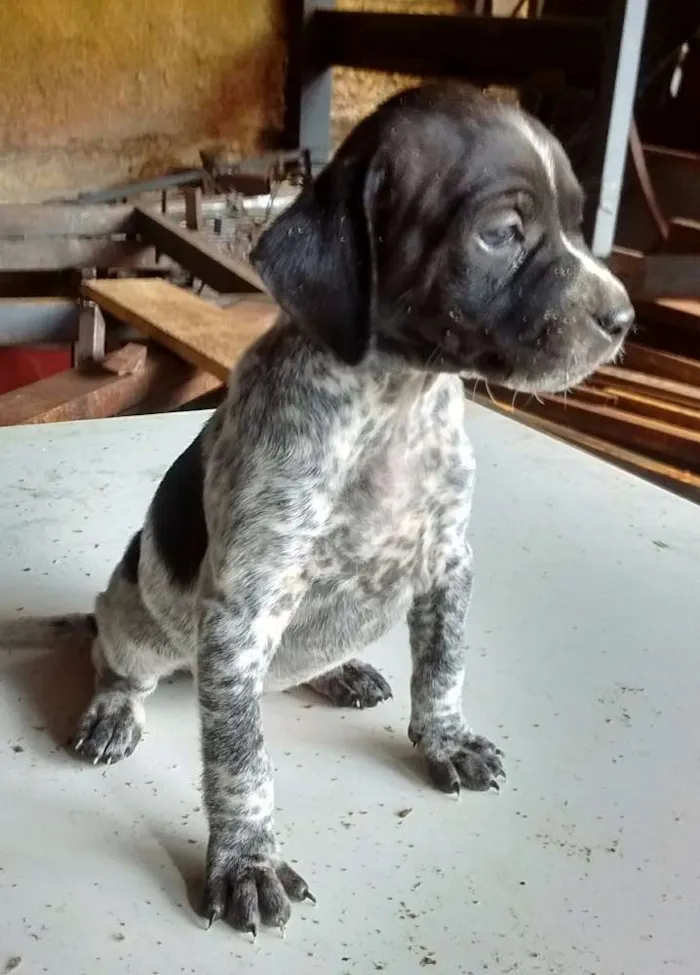Cachorro raça SRD idade Abaixo de 2 meses nome s/ nome "bebe"