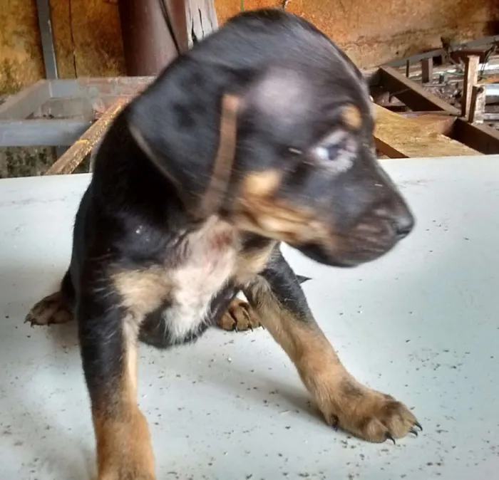 Cachorro raça SRD idade Abaixo de 2 meses nome s/ nome "bebe"