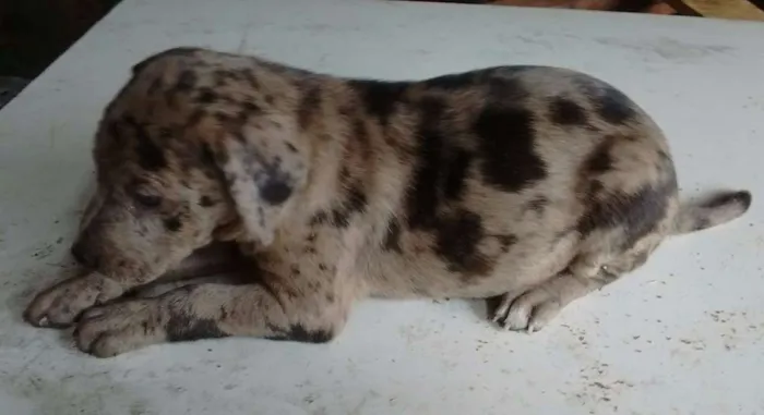 Cachorro raça SRD idade Abaixo de 2 meses nome s/ nome "bebe"