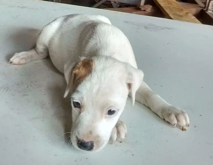 Cachorro raça SRD idade Abaixo de 2 meses nome s/ nome "bebe"