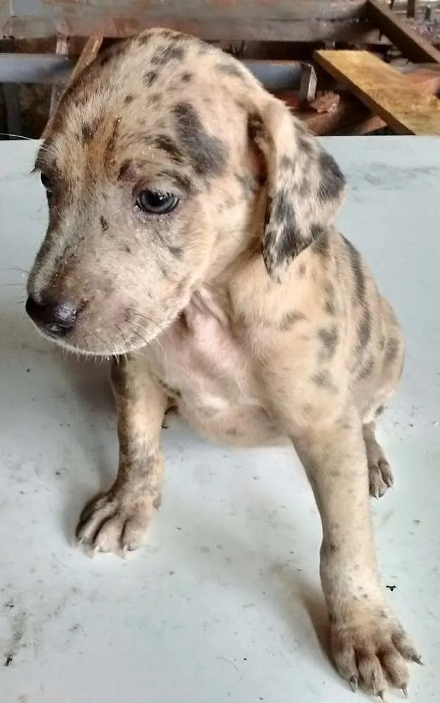Cachorro raça SRD idade Abaixo de 2 meses nome s/ nome "bebe"