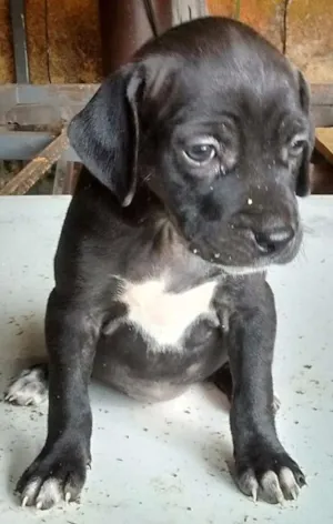 Cachorro raça SRD idade Abaixo de 2 meses nome s/ nome "bebe"