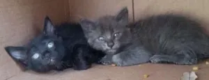 Gato raça  idade 2 a 6 meses nome -/-