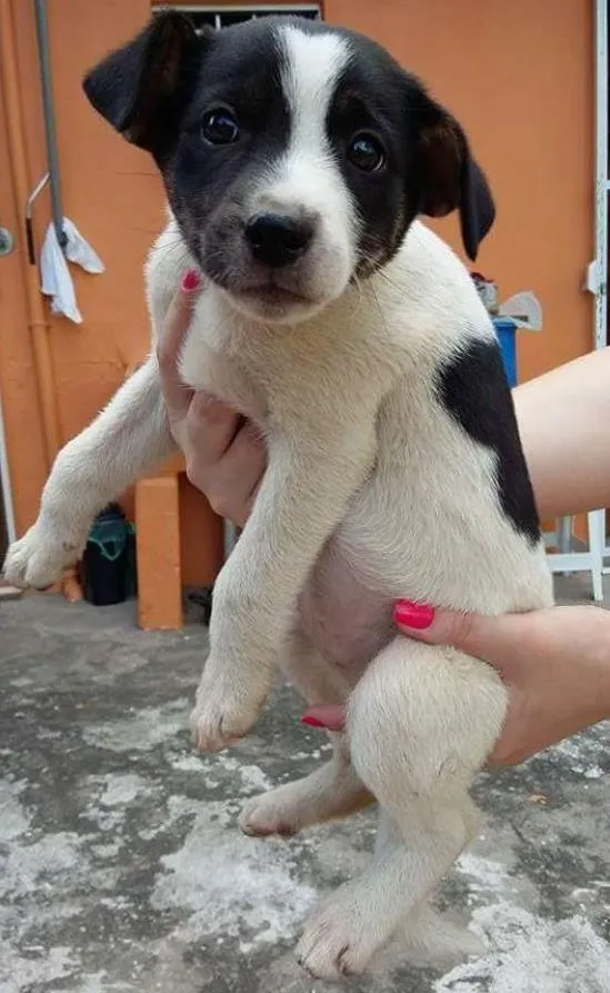 Cachorro ra a SRD idade 2 a 6 meses nome Princesa