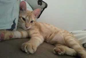 Gato raça - idade 1 ano nome Jorge
