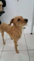 PUPI
