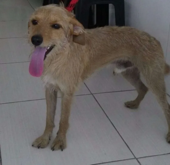 Cachorro ra a SRD idade 1 ano nome PUPI