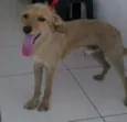 PUPI