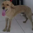 PUPI