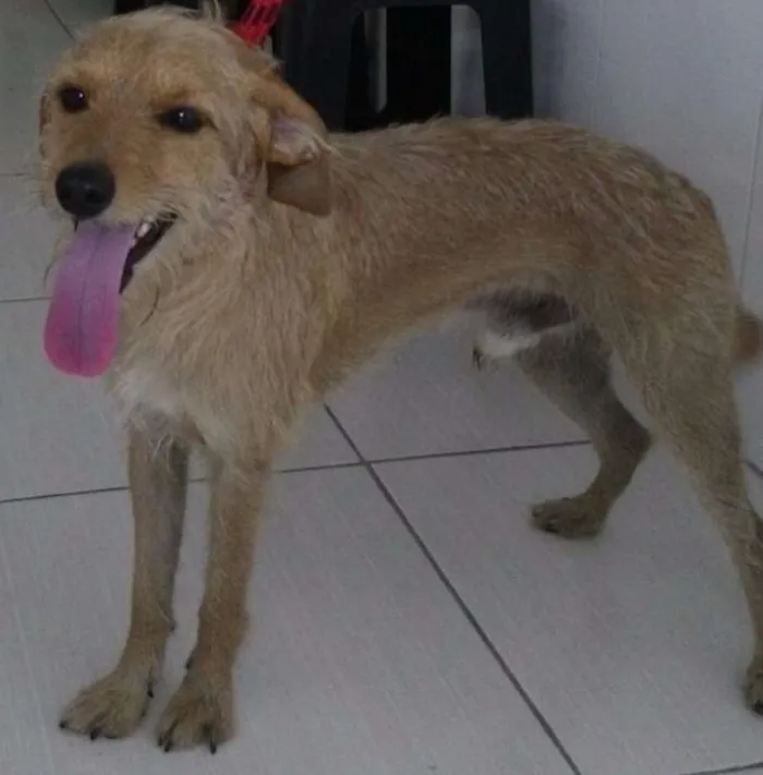 Cachorro ra a SRD idade 1 ano nome PUPI