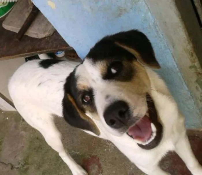 Cachorro ra a SRD idade 7 a 11 meses nome Max