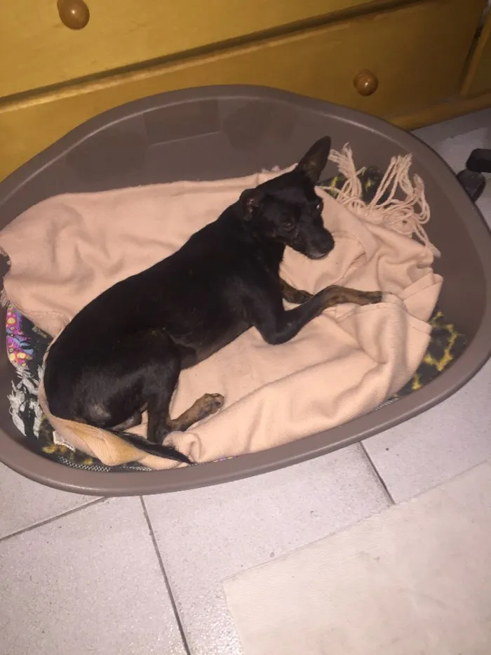 Cachorro ra a Pintcher  idade 5 anos nome Nao sei