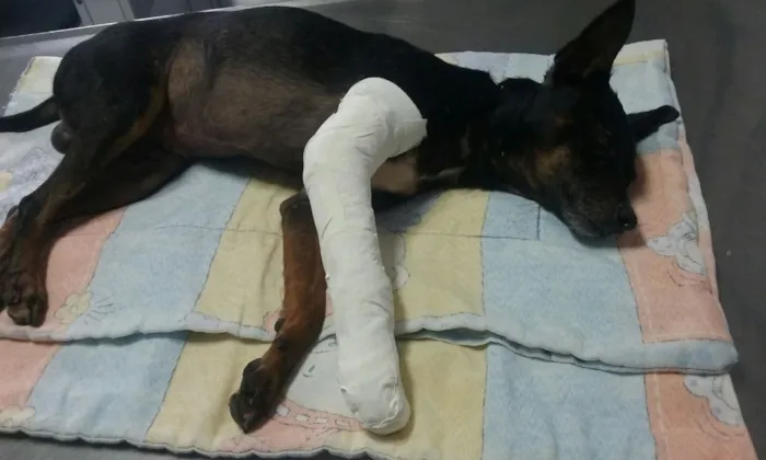 Cachorro ra a Pintcher  idade 5 anos nome Nao sei