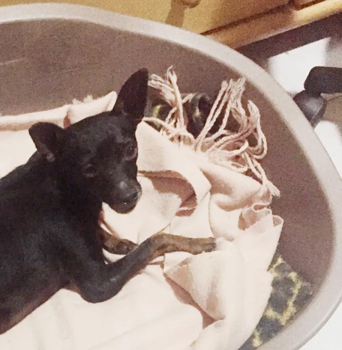 Cachorro ra a Pintcher  idade 5 anos nome Nao sei