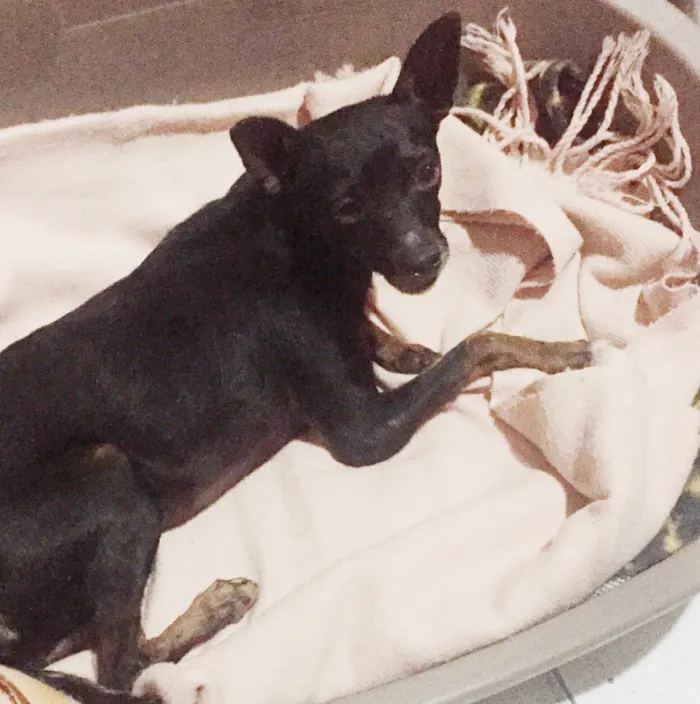 Cachorro ra a Pintcher  idade 5 anos nome Nao sei