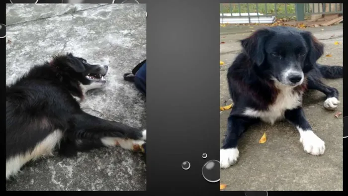Cachorro ra a Mestiço Border Collie idade 1 ano nome Simba