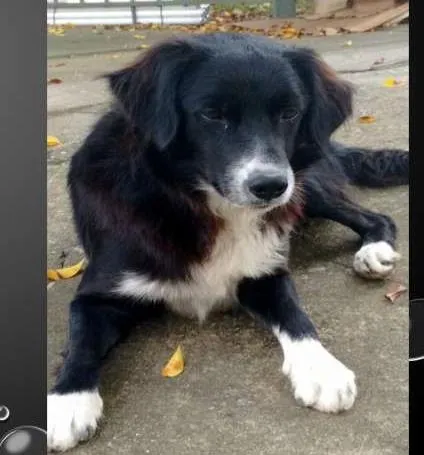 Cachorro ra a Mestiço Border Collie idade 1 ano nome Simba