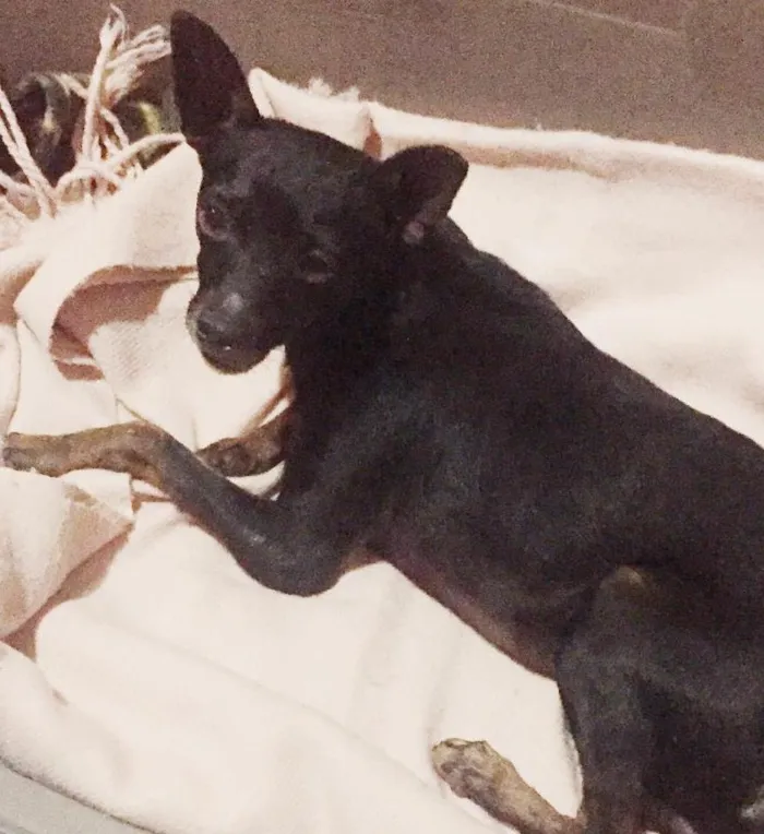 Cachorro ra a Pintcher  idade 5 anos nome Nao sei