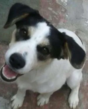 Cachorro raça SRD idade 7 a 11 meses nome Max