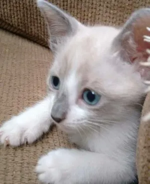 Gato raça SRD idade 2 a 6 meses nome Lara